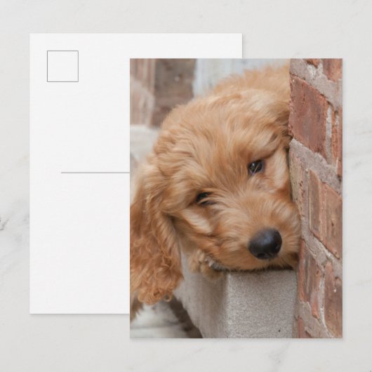 Goldendole Puppy Peeking Briefkaart (Voorkant / Achterkant)