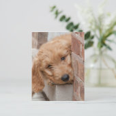 Goldendole Puppy Peeking Briefkaart (Staand voorkant)
