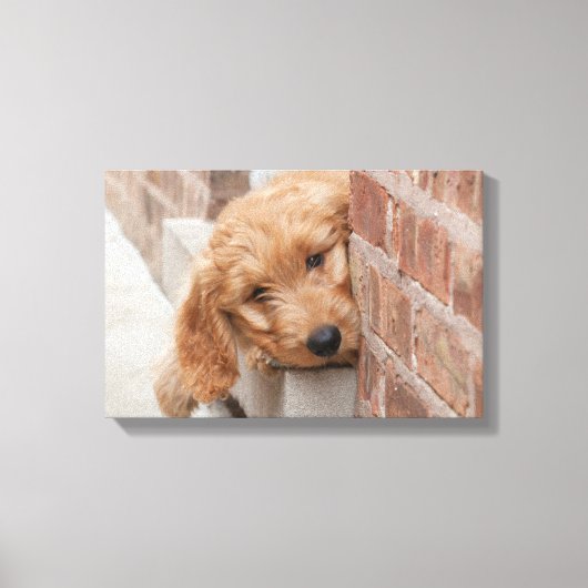 Goldendole Puppy Peeking Canvas Afdruk (Voorkant)