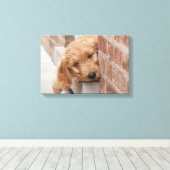 Goldendole Puppy Peeking Canvas Afdruk (Insitu (Houten vloer))