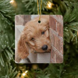 Goldendole Puppy Peeking Keramisch Ornament