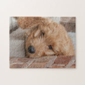 Goldendole Puppy Peeking Legpuzzel (Horizontaal)