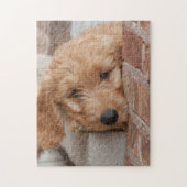 Goldendole Puppy Peeking Legpuzzel (Verticaal)