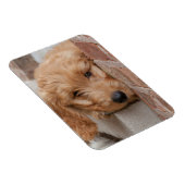 Goldendole Puppy Peeking Magneet (Rechterzijde)