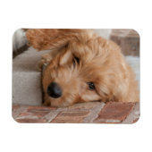 Goldendole Puppy Peeking Magneet (Horizontaal)