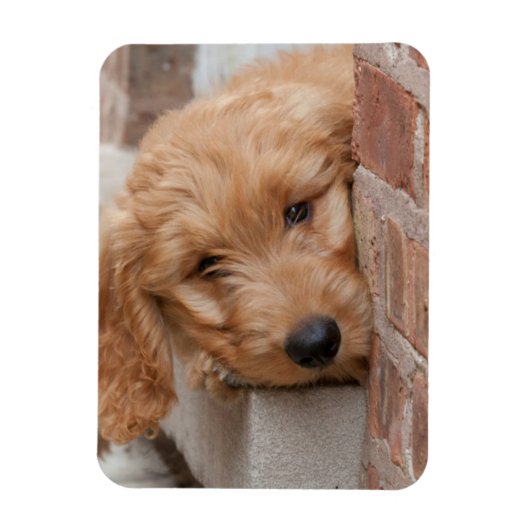 Goldendole Puppy Peeking Magneet (Verticaal)
