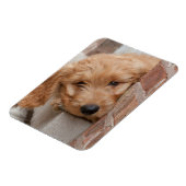 Goldendole Puppy Peeking Magneet (Linkerzijde)
