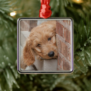 Goldendole Puppy Peeking Metalen Ornament