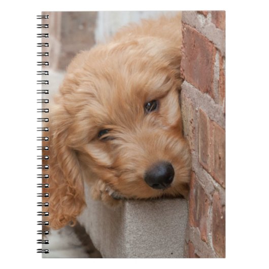 Goldendole Puppy Peeking Notitieboek (Voorkant)
