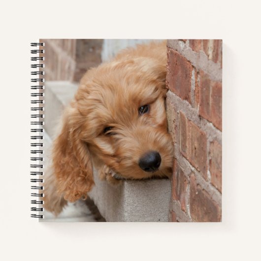 Goldendole Puppy Peeking Notitieboek (Voorkant)