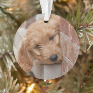 Goldendole Puppy Peeking Ornament