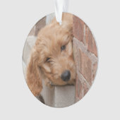Goldendole Puppy Peeking Ornament (voorkant)