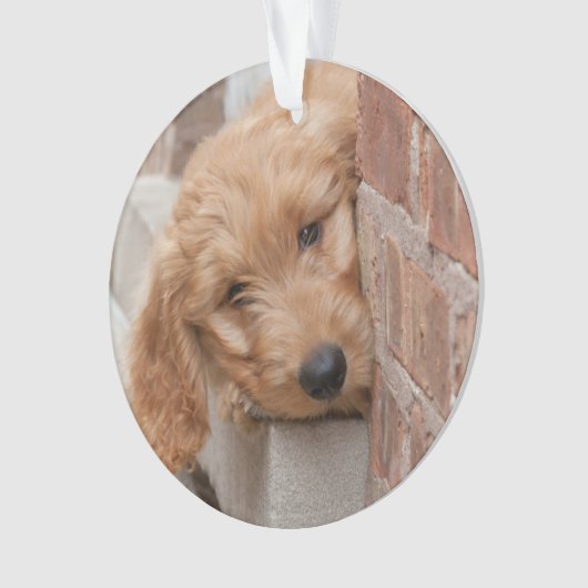 Goldendole Puppy Peeking Ornament (voorkant)