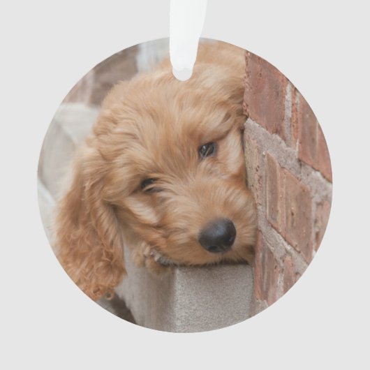 Goldendole Puppy Peeking Ornament (voorkant)