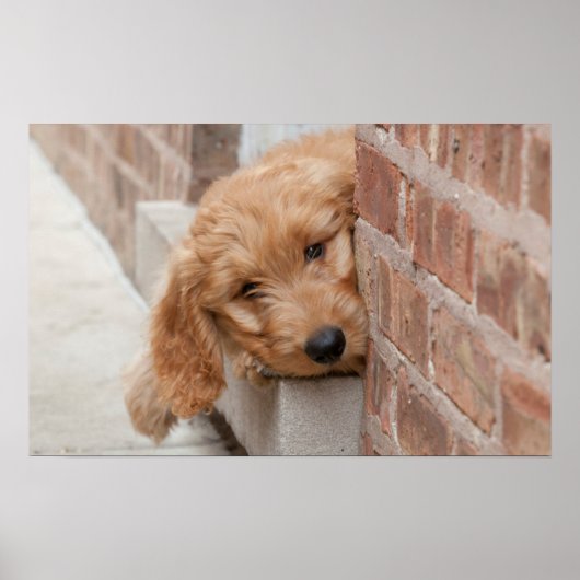 Goldendole Puppy Peeking Poster (Voorkant)