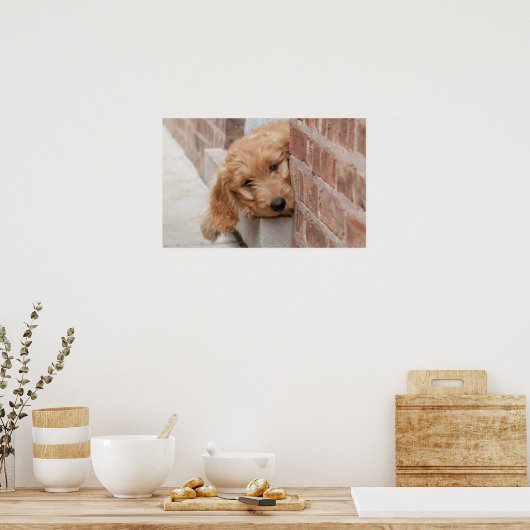 Goldendole Puppy Peeking Poster (Keuken)