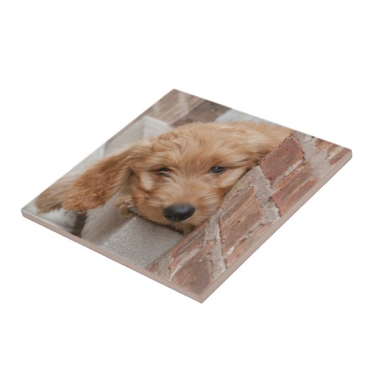 Goldendole Puppy Peeking Tegeltje (Zijkant)