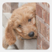 Goldendole Puppy Peeking Vierkante Sticker (Voorkant)