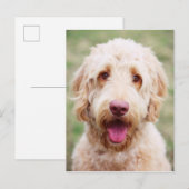 Goldendole Smiling Briefkaart (Voorkant / Achterkant)