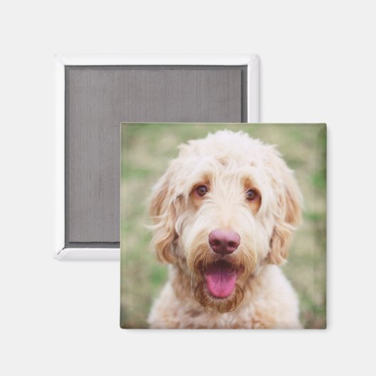 Goldendole Smiling Magneet (Voorkant / Achterkant)