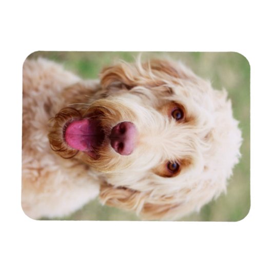 Goldendole Smiling Magneet (Horizontaal)