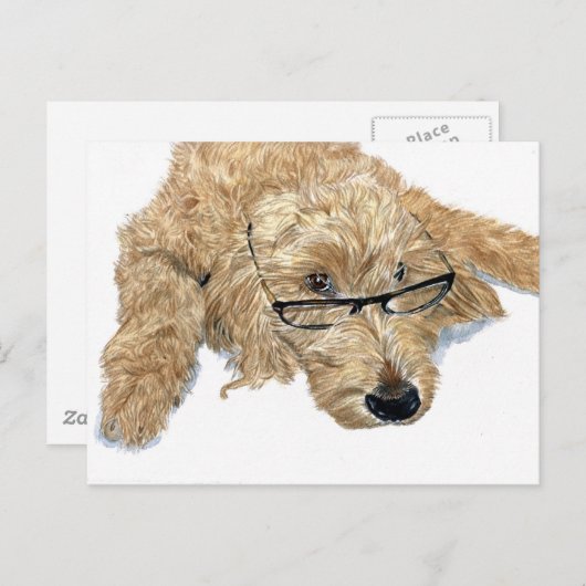 Goldendole Stella Briefkaart (Voorkant / Achterkant)