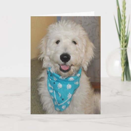 Goldendoodin blue bandanna card card kaart (Voorkant)