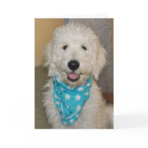 Goldendoodin blue bandanna card card