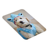 Goldendoodin Shark Costume Magneet (Rechterzijde)