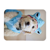 Goldendoodin Shark Costume Magneet (Horizontaal)