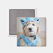 Goldendoodin Shark Costume Magneet (Voorkant / Achterkant)