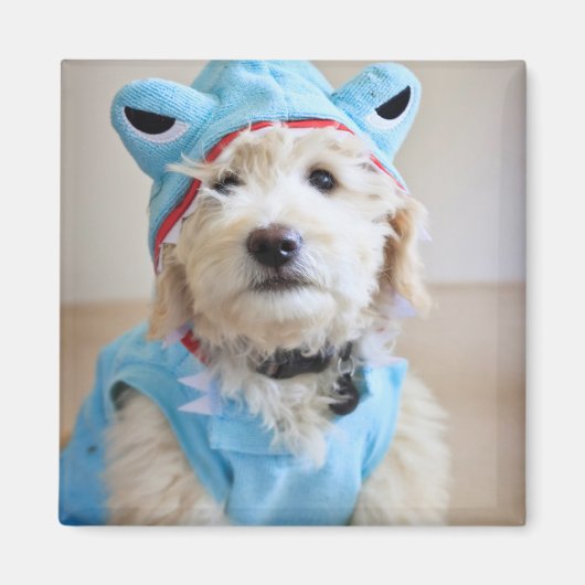 Goldendoodin Shark Costume Magneet (Voorkant)