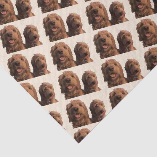 Goldendoodle Brothers Tissuepapier (Detail)