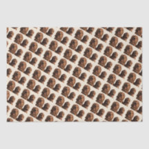 Goldendoodle Brothers