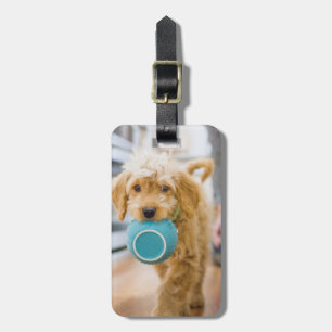 Goldendoodle Draagt Eetbak Bagagelabel