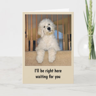Goldendoodle elke gelegenheid kaart