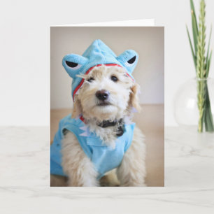Goldendoodle in haaienkostuum kaart