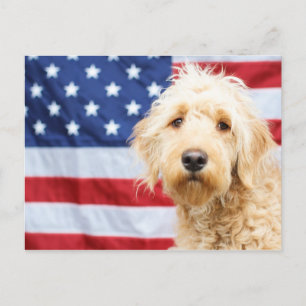 Goldendoodle met Amerikaanse vlag Briefkaart