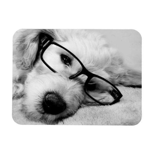 Goldendoodle met bril magneet (Horizontaal)