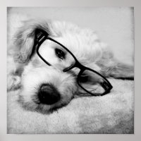 Goldendoodle met bril