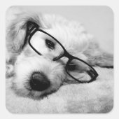 Goldendoodle met bril vierkante sticker (Voorkant)