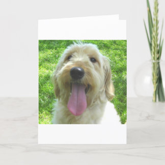 Goldendoodle Products Kaart