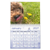 Goldendoodle Puppy 2024 Kalender (Jan 2027)