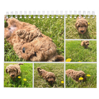 Goldendoodle Puppy 2024 Kalender