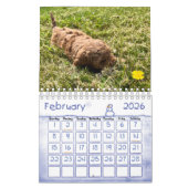 Goldendoodle Puppy 2024 Kalender (Feb 2026)