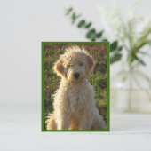 Goldendoodle Puppy Dog Blank Greeting Briefkaart (Staand voorkant)