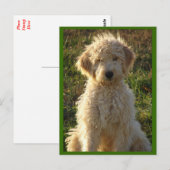 Goldendoodle Puppy Dog Blank Greeting Briefkaart (Voorkant / Achterkant)