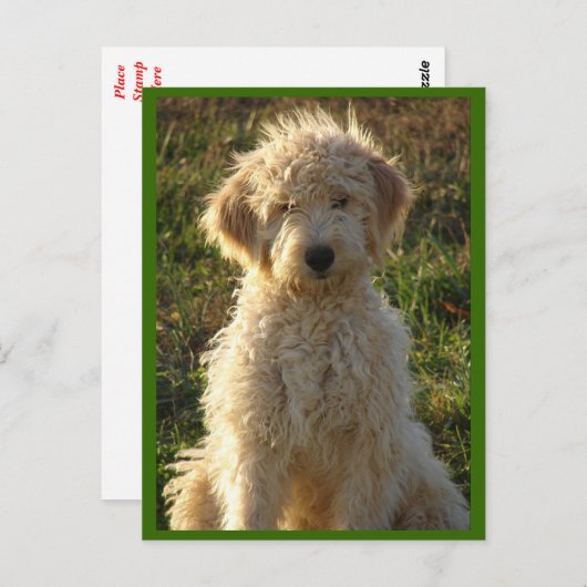 Goldendoodle Puppy Dog Blank Greeting Briefkaart (Voorkant / Achterkant)