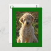 Goldendoodle Puppy Dog Blank Groen Briefkaart (Voorkant / Achterkant)