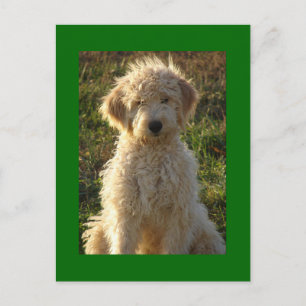 Goldendoodle Puppy Dog Blank Groen Briefkaart